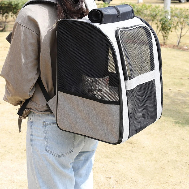 Explore the World with Your Furry Companion